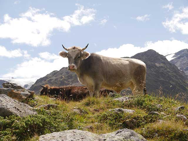 FruehjahrKaunertalerGletscher